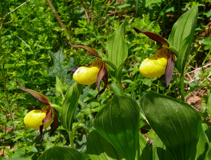 Cypripedium calceolus / Scarpetta di Venere